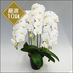 胡蝶蘭 2色3本立ち おしゃれな白陶器鉢ごと 苗 植物 本日入荷！